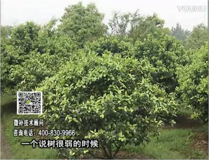 20170206珠江臺(tái)搖錢樹(shù)：柑橘用微補(bǔ)方案，壯樹(shù)促花壯花好