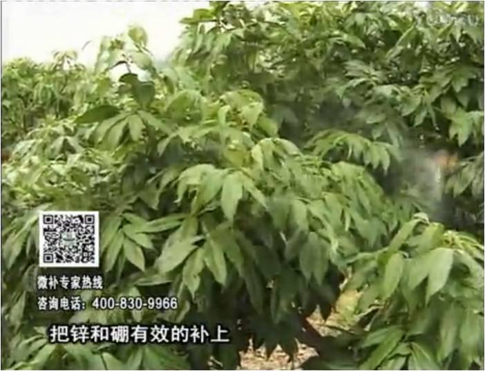20170213珠江臺(tái)搖錢樹(shù)：荔枝噴施微補(bǔ)花力+硼力，補(bǔ)充鋅硼健壯來(lái)花