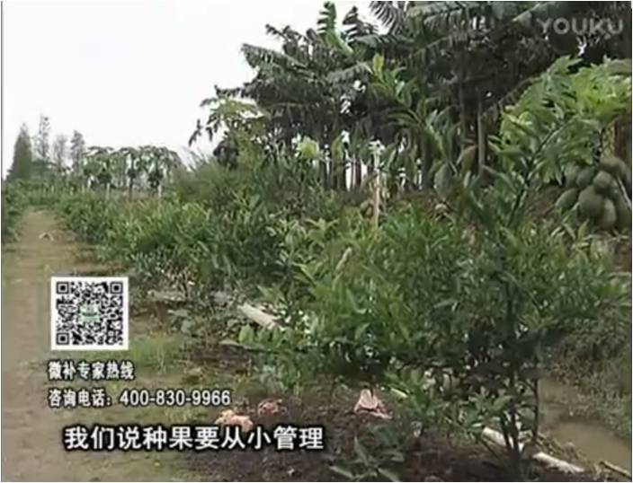 20170213珠江臺(tái)搖錢樹(shù)：柑橘小樹(shù)用微補(bǔ)方案，促根保樹(shù)好