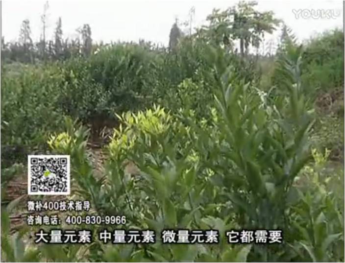 珠江臺(tái)搖錢樹(shù)：柑橘噴施微補(bǔ)花力+硼力，補(bǔ)充鋅硼健壯來(lái)花，利坐果