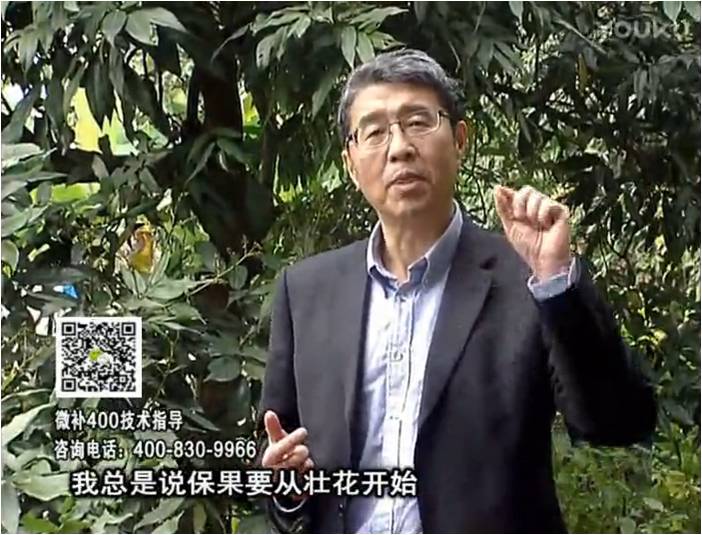珠江臺(tái)搖錢樹(shù)：荔枝來(lái)花少更要做好壯花，提高坐果，葉噴微補(bǔ)花力+硼力，補(bǔ)鋅