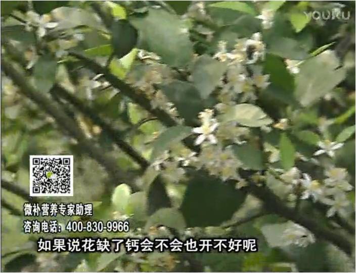 珠江臺(tái)搖錢樹(shù)：柑橘淋微補(bǔ)根力鈣+精力，促根壯春梢，花壯利坐果
