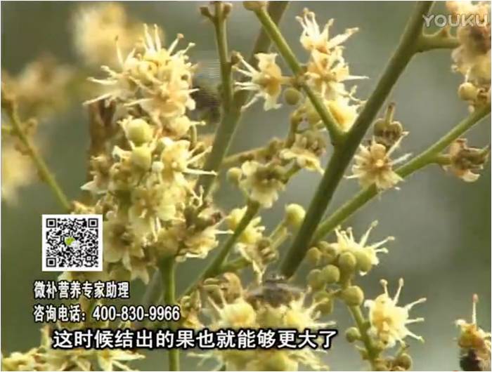 珠江臺(tái)搖錢樹(shù)：龍眼淋沖微補(bǔ)根力鈣+沖力鎂，促根保樹(shù)