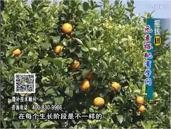 20170306珠江臺(tái)搖錢樹(shù)：柑橘淋沖微補(bǔ)方案，針對(duì)不同需求正確補(bǔ)充元素，平衡營(yíng)養(yǎng)健壯長(zhǎng)