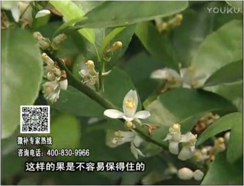 20170313珠江臺(tái)搖錢樹(shù)：柑橘淋沖微補(bǔ)根力鈣+精力，噴微補(bǔ)花力+硼力，來(lái)花健壯，預(yù)防減少弱花畸形花