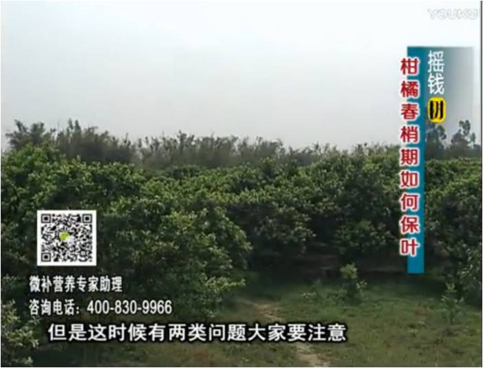 20170327珠江臺(tái)搖錢樹(shù)：柑橘預(yù)防春梢不轉(zhuǎn)綠，撒微補(bǔ)倍力、淋沖力鎂