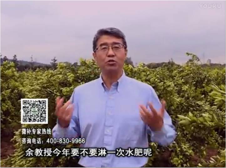 20170424珠江臺(tái)搖錢樹：柑橘樹弱保果難度大，淋沖微補(bǔ)根力鈣+精力+精華粉，保樹保果好