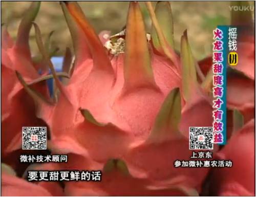 20170417珠江臺(tái)搖錢樹(shù)：火龍果用微補(bǔ)方案，開(kāi)花坐果好，提高品質(zhì)