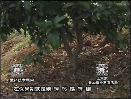 20170417珠江臺(tái)搖錢樹：柑橘噴施微補(bǔ)果力+硼力+精華粉，保果好，果青綠