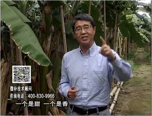 20170327珠江臺(tái)搖錢樹(shù)：香蕉噴施微補(bǔ)果力+碧力+壯力、撒微補(bǔ)倍力，提高品質(zhì)、同時(shí)減肥提產(chǎn)