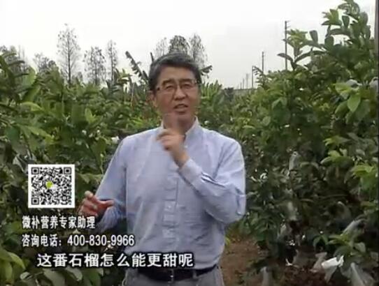 20170327珠江臺(tái)搖錢樹(shù)：番石榴噴施微補(bǔ)果力+壯力，補(bǔ)充磷鉀鈣鎂等，促進(jìn)果甜品質(zhì)高