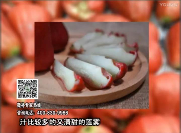 20170424珠江臺(tái)搖錢樹(shù)：蓮霧淋沖微補(bǔ)水肥，壯長(zhǎng)、提高果實(shí)品質(zhì)賣價(jià)