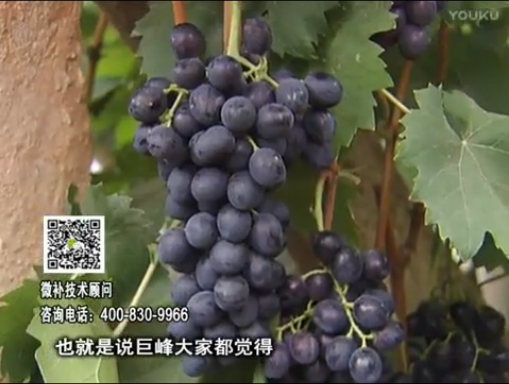 20170501珠江臺(tái)搖錢樹：葡萄用微補(bǔ)方案，品質(zhì)高，賣價(jià)好