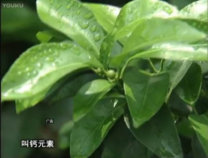 20170508珠江臺(tái)搖錢樹：柑橘澆施微補(bǔ)根力鈣，補(bǔ)鈣，促根健壯長勢(shì)
