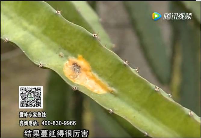 20170522珠江臺(tái)搖錢樹(shù)：火龍果爛葉病多怎么辦？