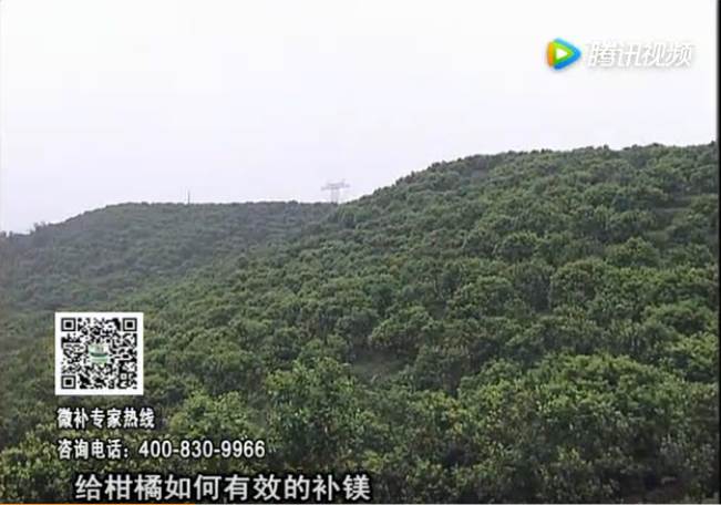 20170522珠江臺(tái)搖錢樹：柑橘落果黃葉是缺鎂？
