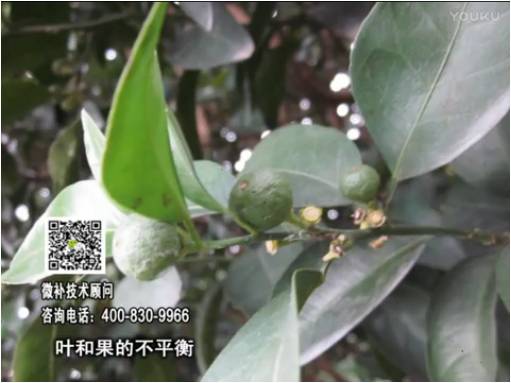 20170501珠江臺(tái)搖錢樹：柑橘噴施微補(bǔ)果力+碧力、淋根力鈣+沖力鎂，穩(wěn)果少落果，促根壯長勢(shì)
