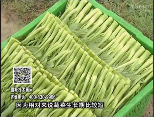 20170306珠江臺(tái)搖錢樹：蔬菜澆施微補(bǔ)根力鈣+精力，提高蔬菜長勢(shì)，減少病害，提高收益