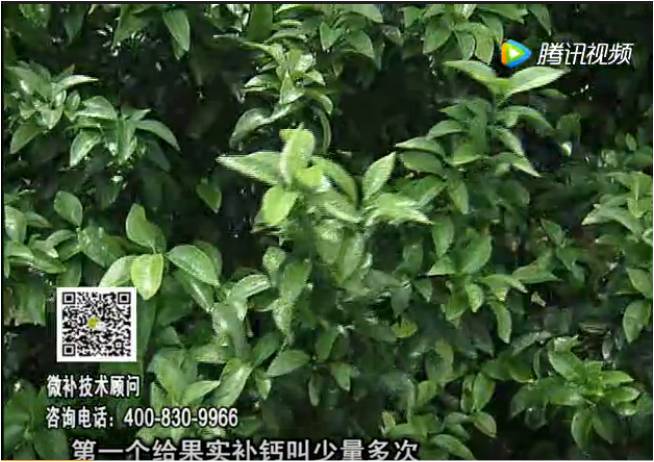20170605珠江臺(tái)搖錢樹：柑橘果實(shí)補(bǔ)鈣如何做？