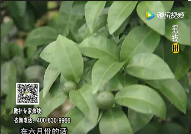 珠江臺(tái)搖錢樹：柑橘樹如何調(diào)酸保葉？