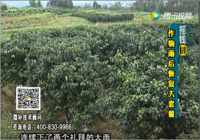 20170626珠江臺(tái)搖錢樹：果樹蔬菜長勢(shì)弱落果？