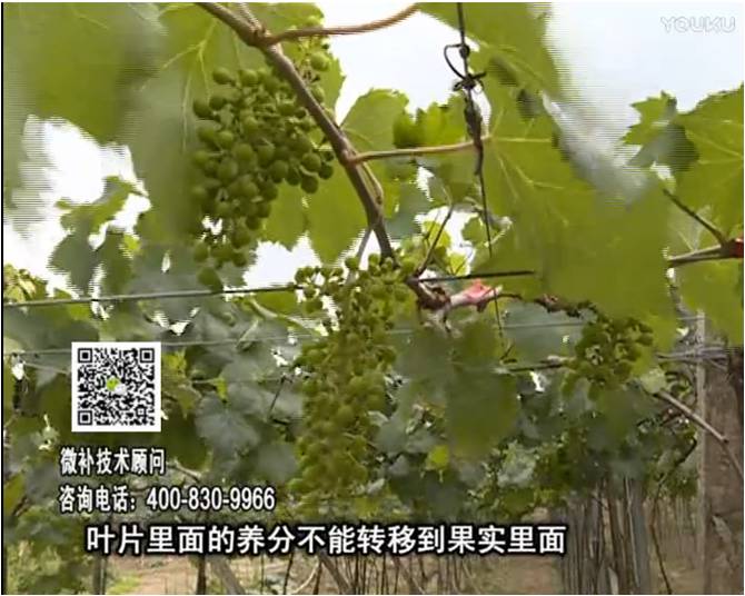 20170717珠江臺(tái)搖錢樹：果實(shí)補(bǔ)鈣充足，噴施螯合鈣+精華液+保葉素，品質(zhì)高、耐存儲(chǔ)