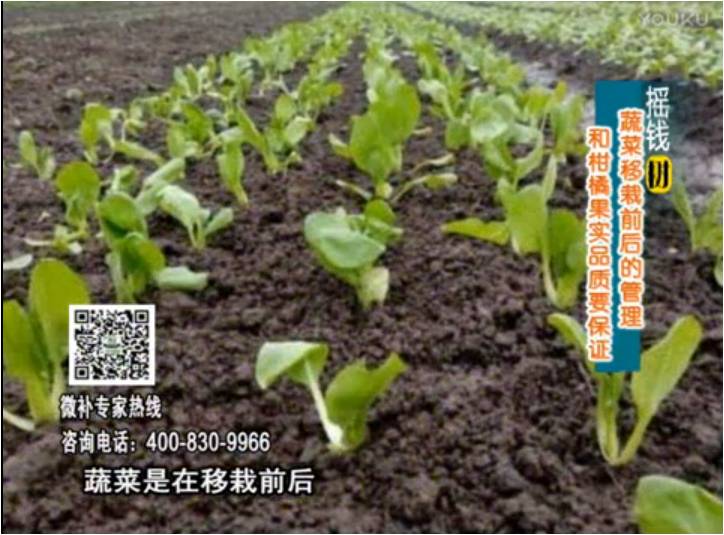 20170814珠江臺(tái)搖錢樹：蔬菜澆施微補(bǔ)，調(diào)酸促根，健壯長勢