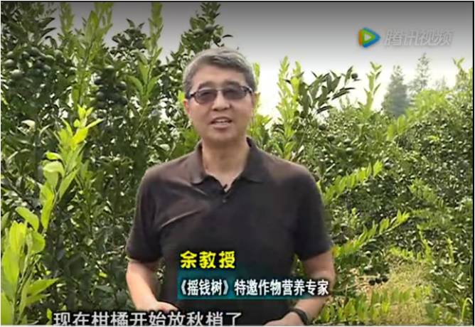 20170821珠江臺(tái)搖錢樹：柑橘如何放秋梢？