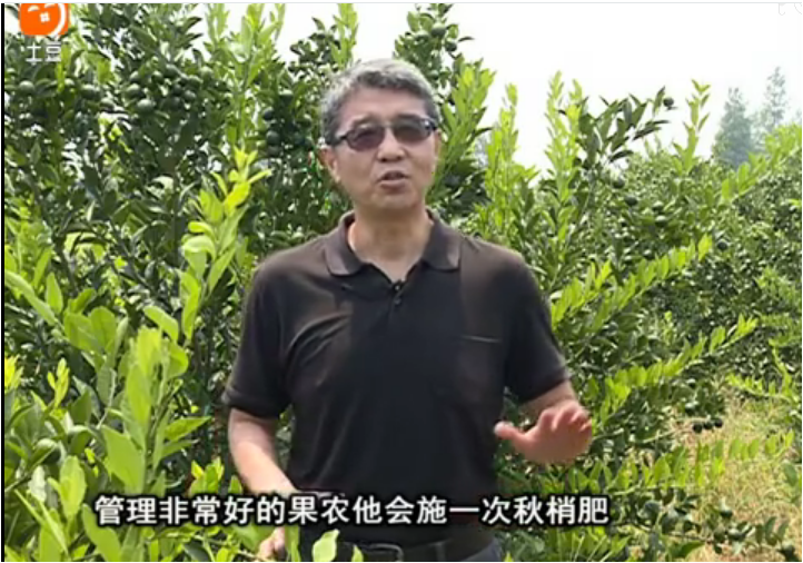 20170904珠江臺(tái)搖錢樹：柑橘用因迪樂，樹勢(shì)健壯、果品質(zhì)高