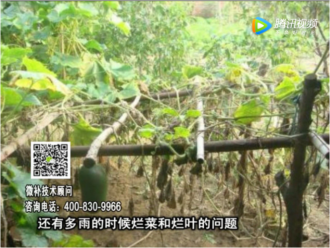 20170911珠江臺(tái)搖錢樹：蔥干尖蔬菜爛葉早衰？