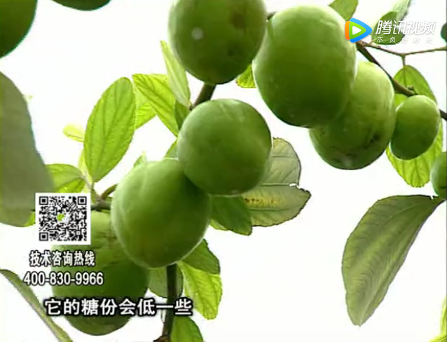 20171204珠江臺(tái)搖錢樹：青棗膨果增甜如何做？