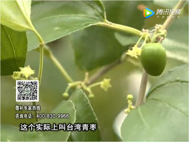 20171106珠江臺(tái)搖錢樹：青棗果大清甜如何種？