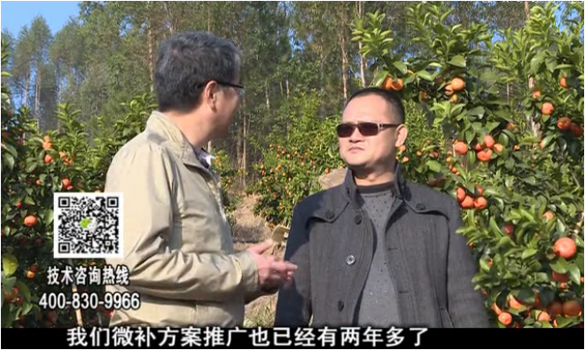 20180122珠江臺(tái)搖錢(qián)樹(shù)：廣西柑橘如何管？產(chǎn)量賣(mài)相好?