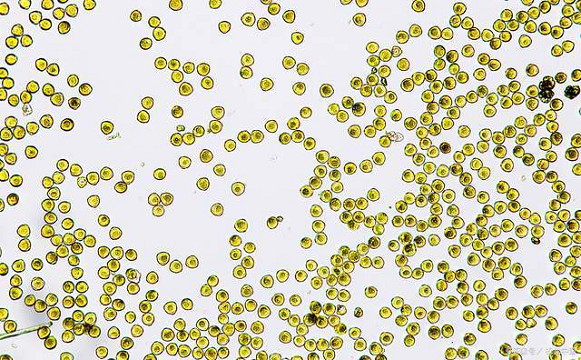 食藥監(jiān)局藥品安全評(píng)價(jià)實(shí)驗(yàn)室的顯微鏡應(yīng)用